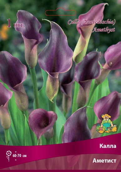 Калла Аметист 14/16, 1 шт