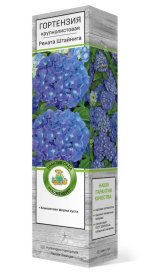 Гортензия крупнолистовая Рената Штайнига h100 см