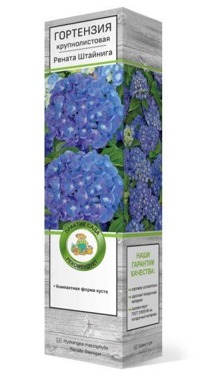 Гортензия крупнолистовая Рената Штайнига h100 см