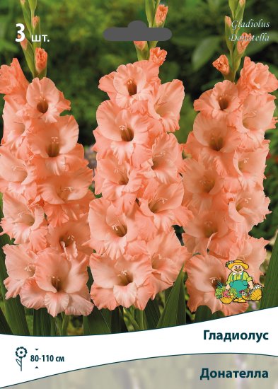 Гладиолус крупноцветковый Донателла луковица 10/12