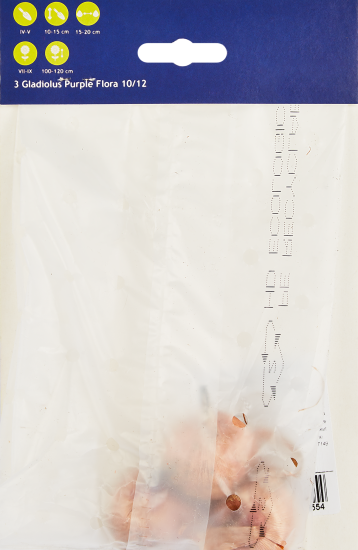 Гладиолус крупноцветковый Перпл Флора