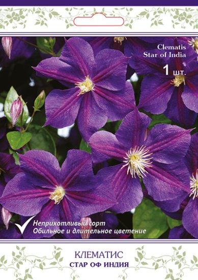 Клематис крупноцветковый Стар Оф Индия h15 см