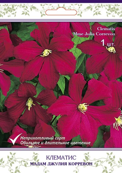 Клематис крупноцветковый Мадам Джулия Корревон h200 см