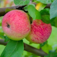 Яблоня Мелба полукарликовый подвой 54-118 сетка h170 см