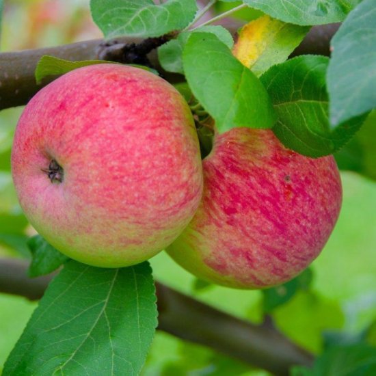 Яблоня Мелба полукарликовый подвой 54-118 сетка h170 см