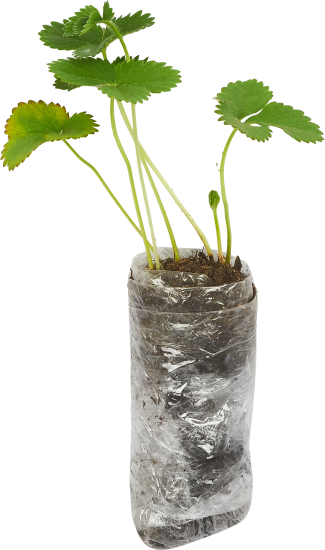 Земляника Зенга Зенгана 9x30 см 3 шт.