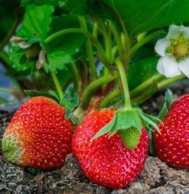 Земляника Елизавета 2 9x30 см 3 шт.