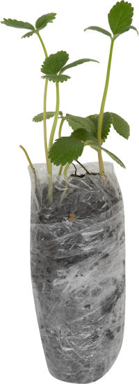 Земляника Елизавета 2 9x30 см 3 шт.