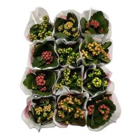 Каланхое микс ø8 h15 см