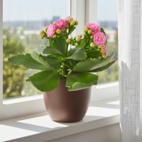 Каланхое микс ø8 h15 см