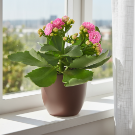 Каланхое микс ø8 h15 см