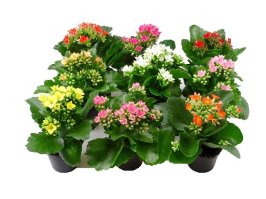 Каланхое микс ø8 h15 см