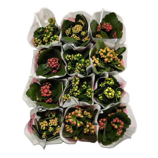 Каланхое микс ø8 h15 см