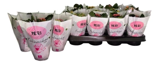 Каланхое микс ø8 h15 см