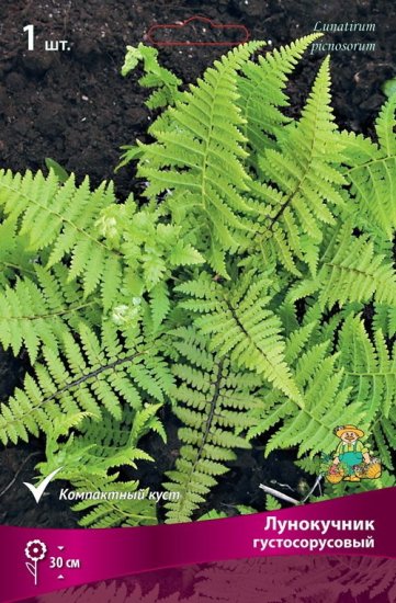 Лунокучник Густосорусовый