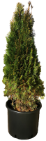 Туя западная Смарагд h120 см