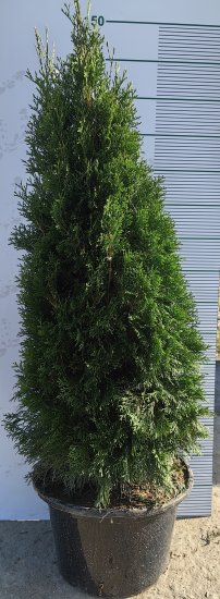 Туя западная Смарагд h120 см