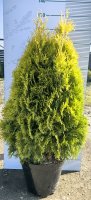 Туя западная Европа Голд h60 - 80 см