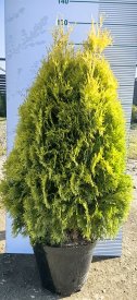 Туя западная Европа Голд h60 - 80 см