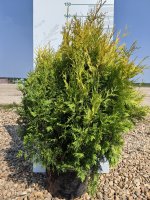 Туя западная Еллоу Риббон h40 - 60 см