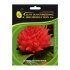 Целозия перистая ELITE PLANT-BREEDING & SEED PRODUCTION Co. Айс Крим Оранж