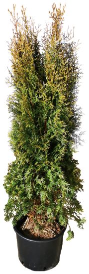Туя западная Пирамидалис h160 см