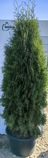 Туя западная Пирамидалис h160 см