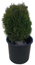 Туя западная Тини Тим ø15 h45 см