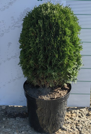 Туя западная Тини Тим ø15 h45 см