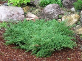 Можжевельник горизонтальный Андорра Компакт