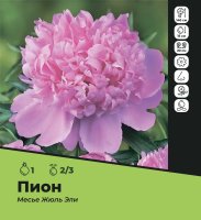 Пион Месье Жюль Эли луковицы 2/3