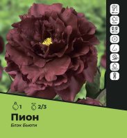 Пион Блэк Бьюти луковицы 2/3