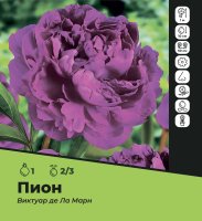 Пион Виктуар де Ла Марн луковицы 2/3