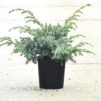 Можжевельник китайский Блю Альпс