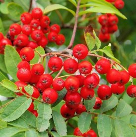 Рябина микс ø23 h100 см