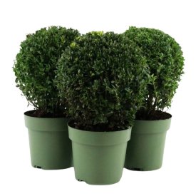 Буксус шар ø17 h32 см