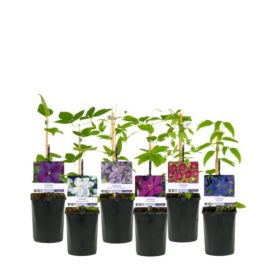 Клематис микс ø11 h40 см