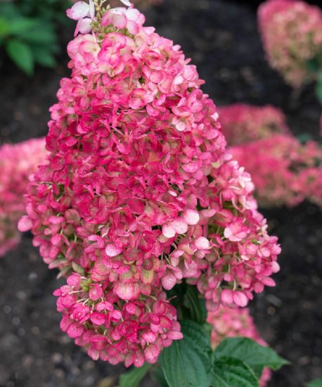 Гортензия метельчатая Строуберри Блоссом ø19 h40 см