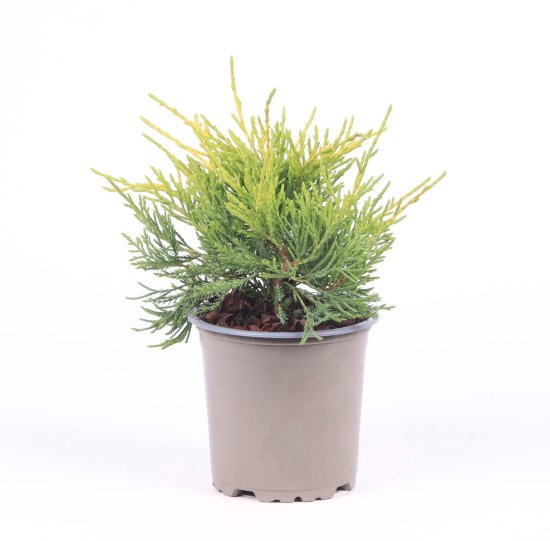 Можжевельник Голд Кост ø11 h20 см