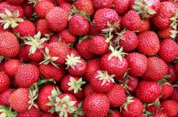 Земляника крупноплодная ранняя микс