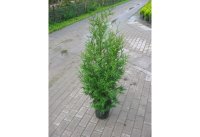 Туя западная Брабант h100 - 120 см
