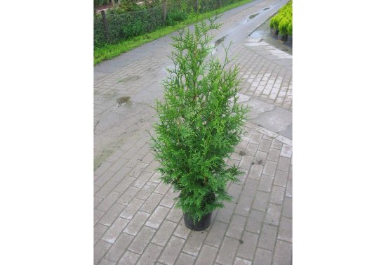 Туя западная Брабант h100 - 120 см
