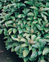 Пахизандра верхушечная h15 - 20 см