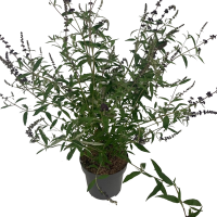 Буддлея Давида Блэк Найт h30 - 40 см