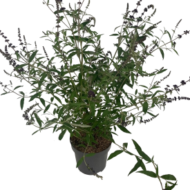 Буддлея Давида Блэк Найт h30 - 40 см