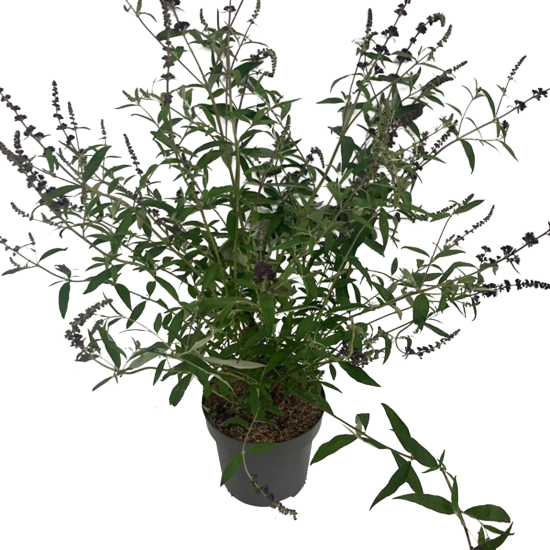 Буддлея Давида Блэк Найт h30 - 40 см