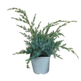 Можжевельник китайский Блю Альпс ø17 h25 см