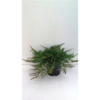 Можжевельник горизонтальный Принц Уэльса ø17 h20 см