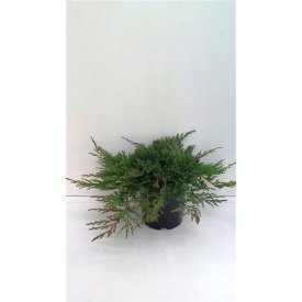 Можжевельник горизонтальный Принц Уэльса ø17 h20 см
