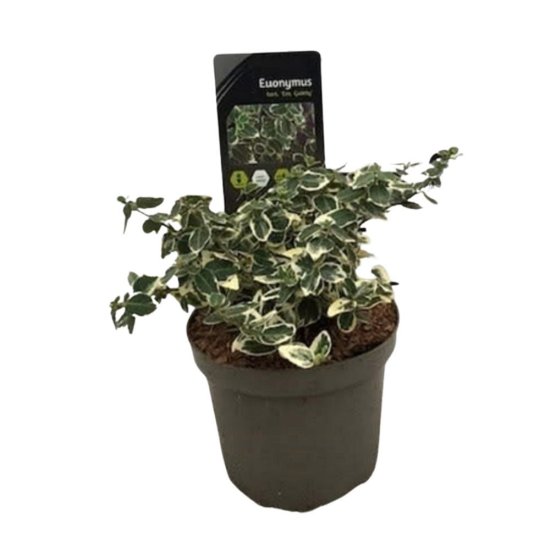 Бересклет Форчуна Эмеральд Гаети h15 см